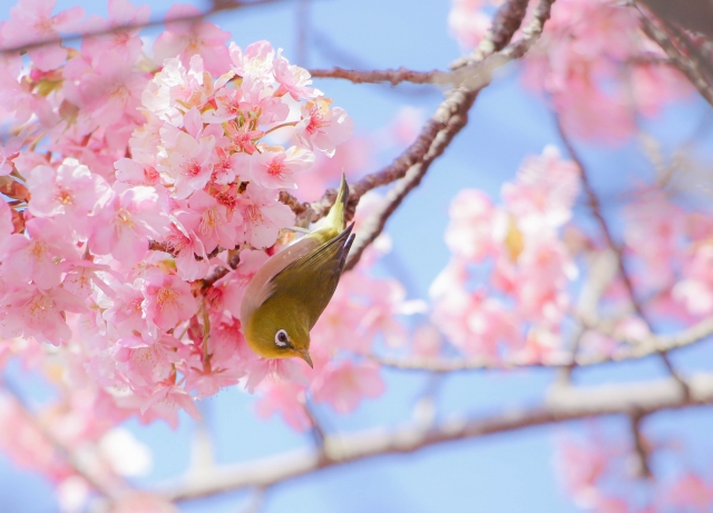 河津桜でひと足早い春を感じる／伊豆旅